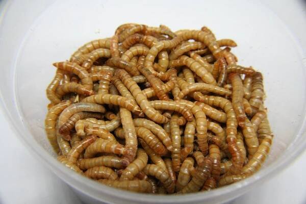 350 Mealworms
