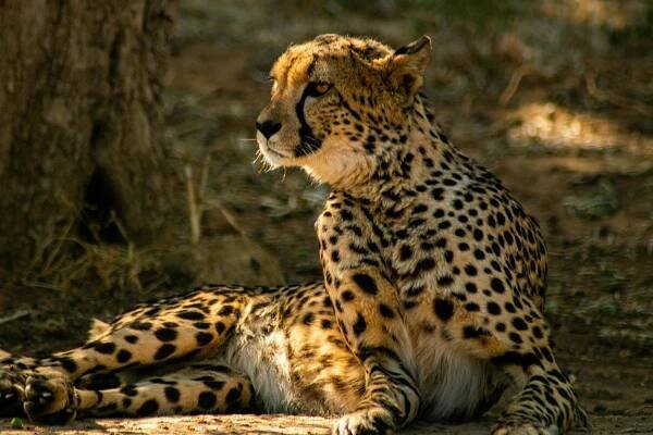 Základová fotografie na téma acinonyx jubatus, africké divoké zvěře, afrika, chování zvířat, divočina, divoká kočka, divoká