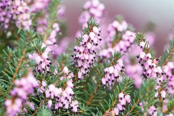 The best winter heathers including Erica carnea and Erica x darleyensis | Gardens Illustrated