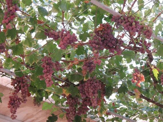Réva vinná (Vitis vinifera)