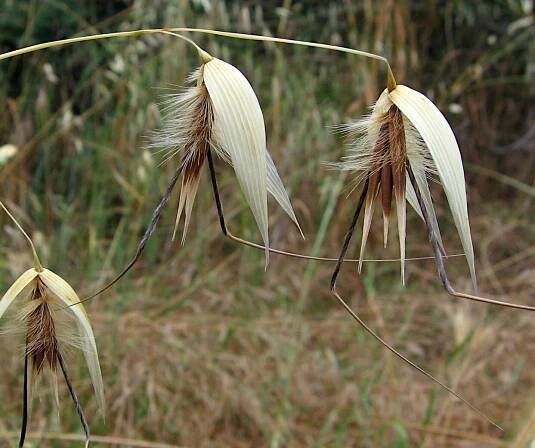 Soubor:Avena fatua.jpg – Wikipedie