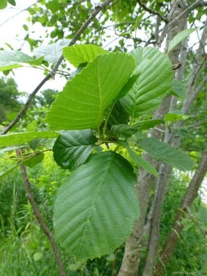 Olše podlouhlolistá - větévka s listy (Alnus oblongifolia)