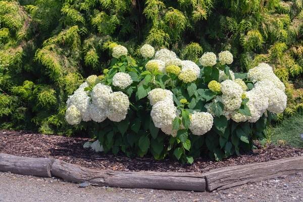 Are Your Hydrangeas Drooping? This Gardening Pro Shares How to Fix It