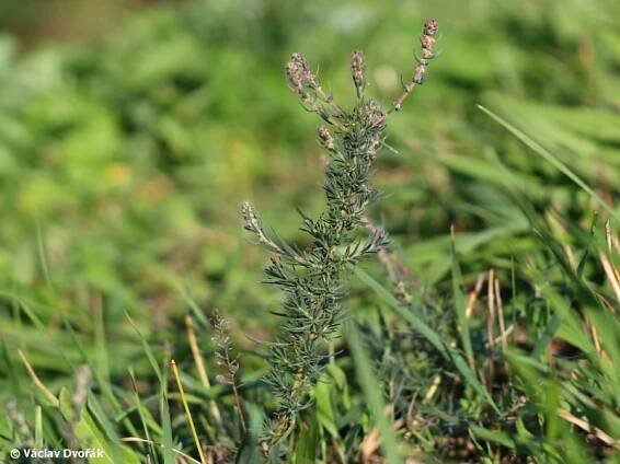 Bassia prostrata - bytel rozprostřený | Amaranthaceae - laskavcovité | Natura Bohemica
