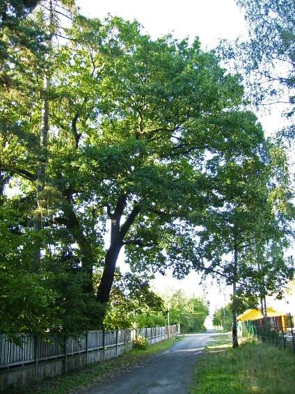 Dub v Klánovicích (Malšovická)