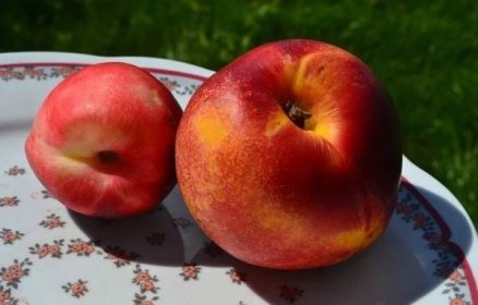 Nejneobvyklejší kříženci meruňky, broskve, švestky a jablka