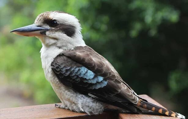 The Kookaburra Pregnancy Myth: What Does it Mean? Is it True?