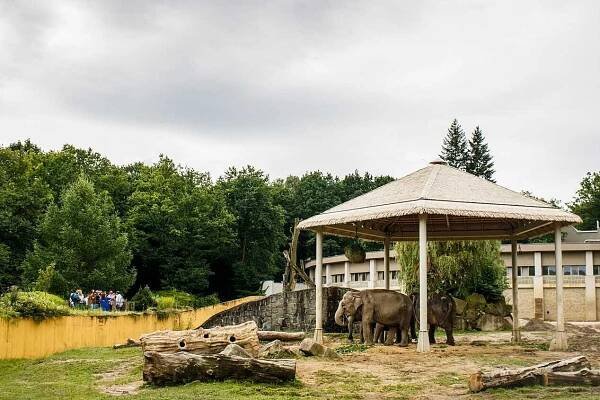 Pryč ze slunce. Slony v ostravské zoo chrání místo plachty moderní stínidlo