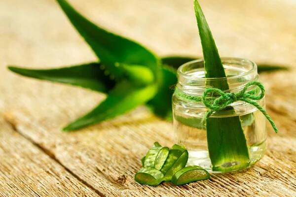 Zázračný lékař v květináči: Aloe vera proti vráskám, na spálenou pokožku i opary