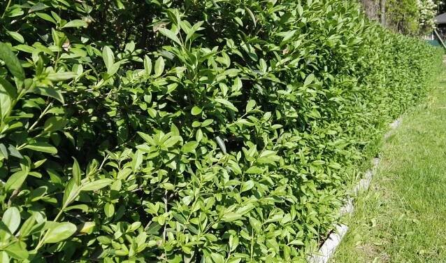 Ptačí zob - Ligustrum vulgare