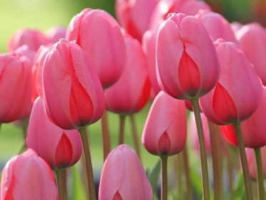 Tulipán 'Pink Impression'