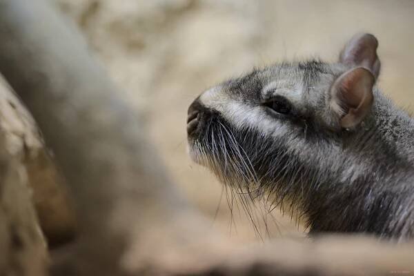 V liberecké zoo se poprvé narodila mláďata viskač