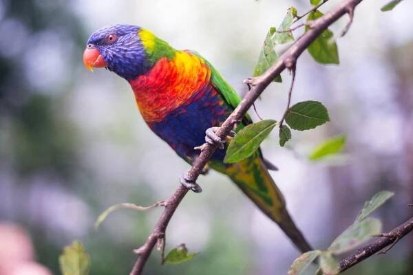 Základová fotografie na téma austrálie, australské volně žijících živočichů, australský pták, barevný, biodiverzity, červená
