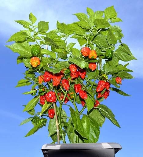 Chili Paprika Peperoni