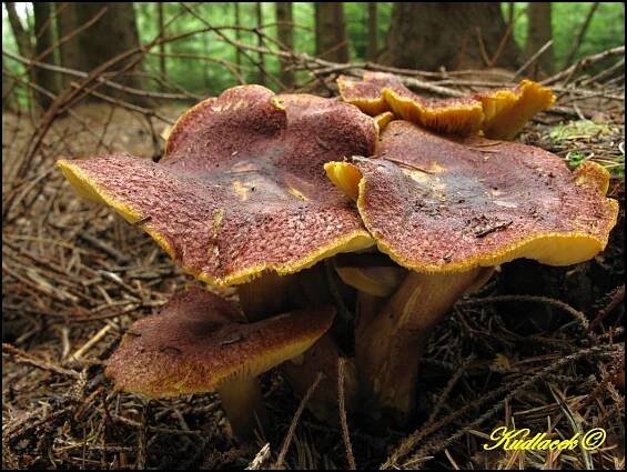 Šafránka červenožlutá (Tricholomopsis rutilans)