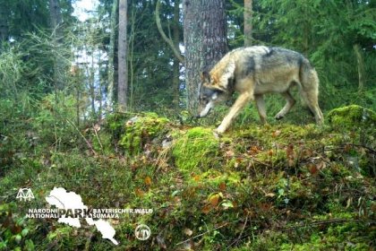 Vlci se vracejí do Česka. Zahlédnout je je ale stále vzácnost