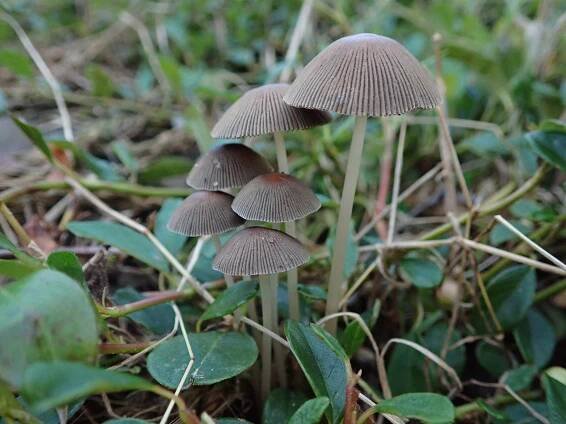 Obrázek - Parasola plicatilis (hnojník řasnatý) | BioLib.cz