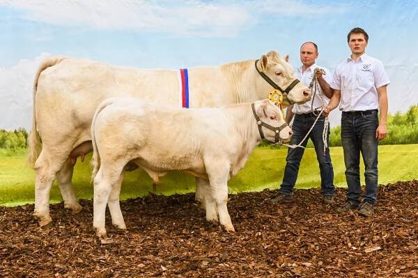 Chov skotu Charolais rodiny Hatlákových z Meziboří
