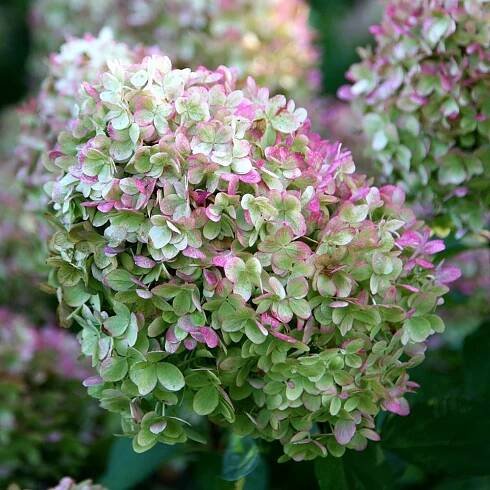 Hydrangea paniculata  'Limelight' (PBR)