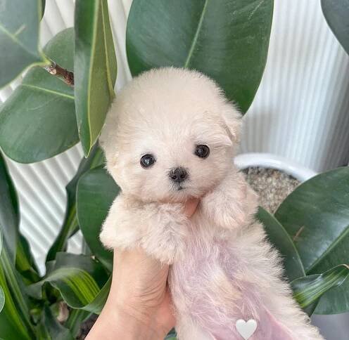 Maltipoo – Oh! puppyday
