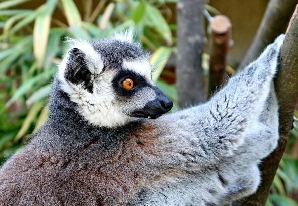 Roztomilé poloopičky, kterým hrozí vyhynutí. Žijí pouze na Madagaskaru a známe je ze zoo