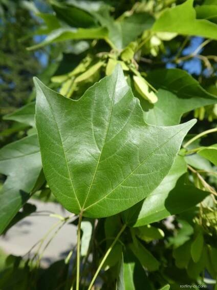 Javor Bürgerův - list (Acer buergerianum)