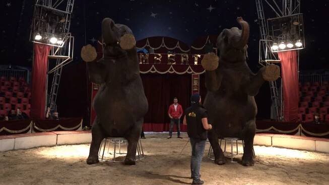 Cirkus Humberto otevřel veřejnosti své zázemí. Ukázal trénink slonů a šelem