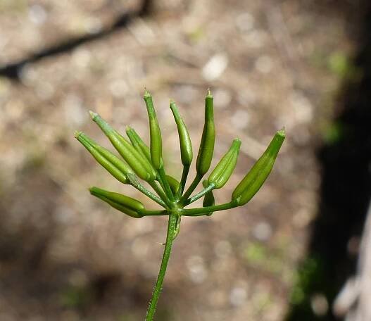 Anthriscus cerefolium (L.) Hoffm. - Portale della Flora d'Italia / Portal to the Flora of Italy