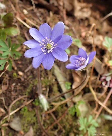 Jaterník podléška (Hepatica nobilis)