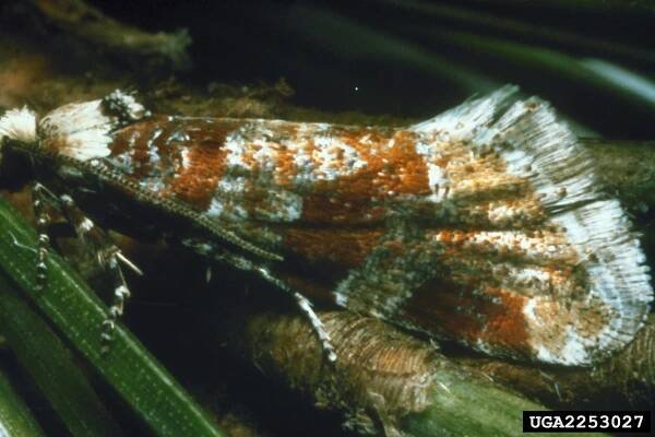 Eucosma sonomana