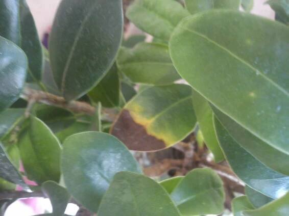 Ficus microcarpa Ginseng proč padají listy #2