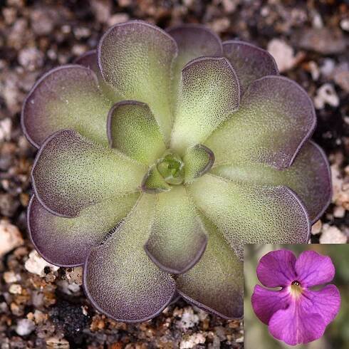 Pinguicula cyclosecta Butterwort Carnivorous Plants