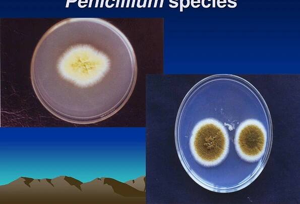 Fungal diseases of fish Research Papers - Academia.edu