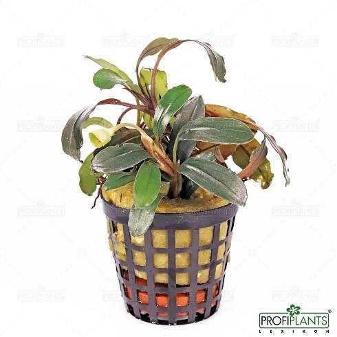 Bucephalandra sp. 'Jang Kang'