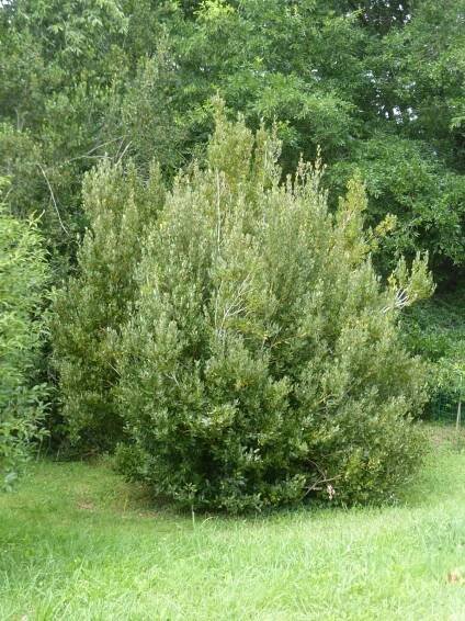 Aextoxicon punctatum