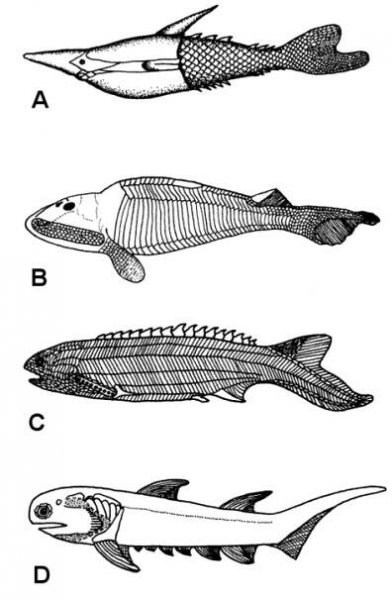 Soubor:FossilFish.png – Wikipedie
