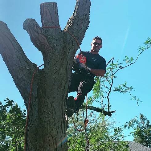 Tree Service Company Toledo