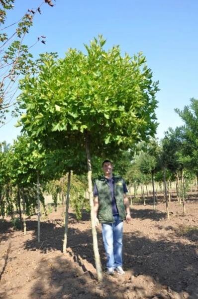 Obvod kmínku 20 - 25 cm - Platan | Starkl - zahradní­k spol. s r.o. STROMY