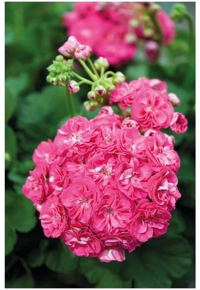 Pelargonium Surv. Idols ROSALINDA - vzpřímený plnokvětý muškát