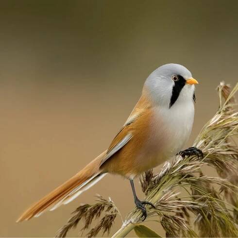 Sýkořice vousatá (Panurus biarmicus) – Lukas Zdrazil / Shutterstock