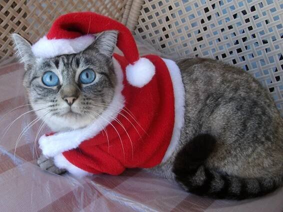 File:Papá Noel gatuno 2011 (cropped).JPG