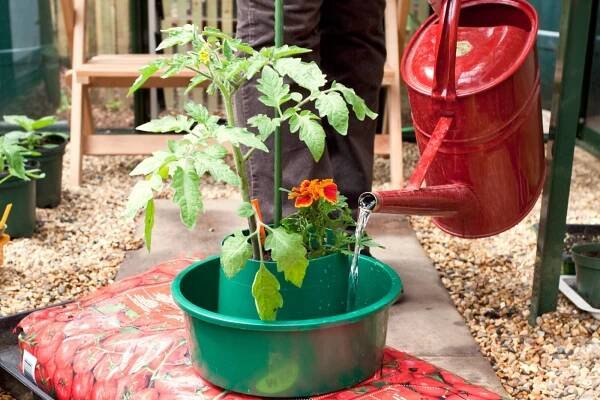 Pěstování rajčat v pytli / Foto: Gardenersworld