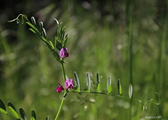 Vikev setá (Vicia sativa)
