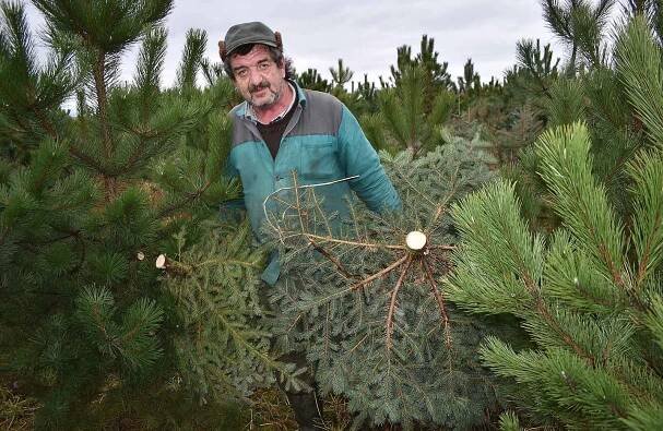 Zemědělec z Tuchořic Karel Lebeda vyřezává a odváží ze své plantáže vánoční stromky.