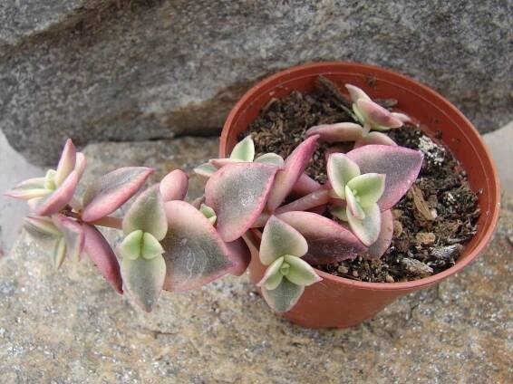 Crassula variegata-převislá