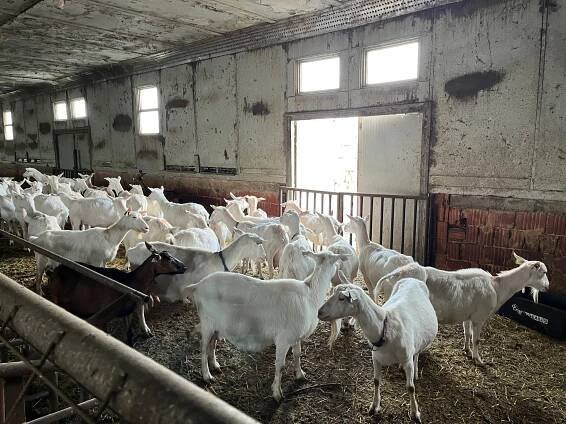 Kozí farma Útušice – ZŠ a MŠ Mirošov