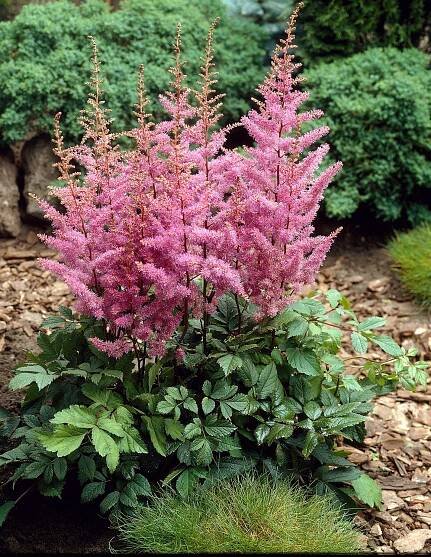 Astilba - Astilbe Arendsii ́Cattleya ́ Co14