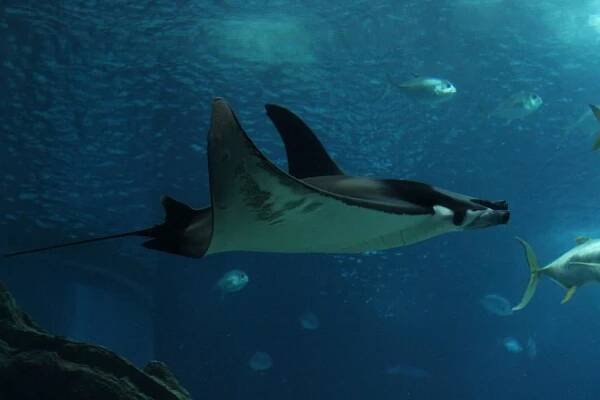 Lisabon - Oceanárium - Manta Velká