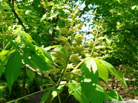 Aesculus glabra jírovec lysý Aesculus ohioensis