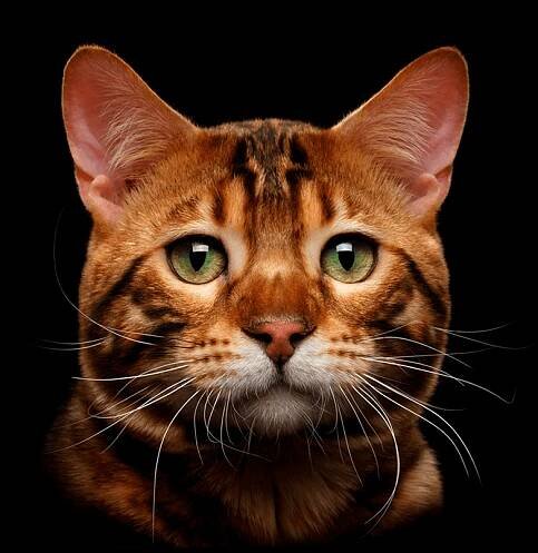 Bengal Cat